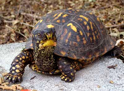 Trey pod ke�i (23 kB)