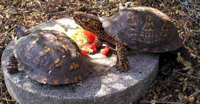 Cracker (vpravo) a Trey spole�n� sn�daj� (13 kB)