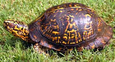 Same�ek Cracker (s �erven�ma o�ima) v pln� kr�se (16 kB)