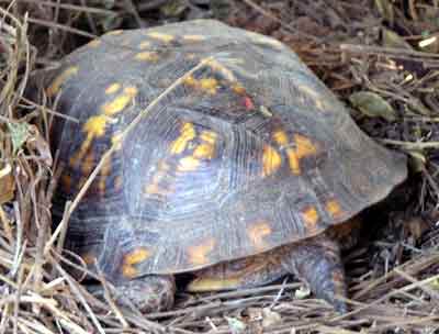 Sami�ka Trey se k p�ezimov�n� zavrt�v� do hrom�dky list� a jehli�� (14 kB)