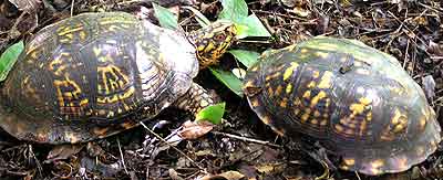 Cracker (vlevo) a nov� sami�ka Trey (15 kB)