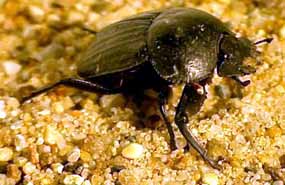 Skarabeus v z��i slunce (12 kB)