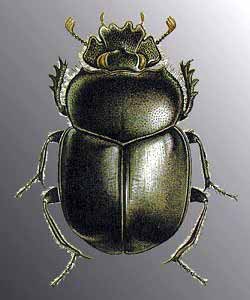 Vruboun posv�tn� p�i pohledu shora (10 kB)