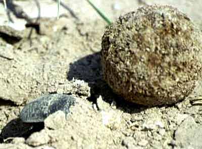 Skarabeus si p�ipravuje d�lek na zahrab�n� sv� kuli�ky (15 kB)