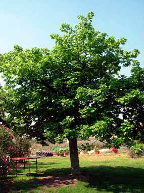 Strom s velk�mi trny vypad� z d�lky m�rumilovn� (24 kB)