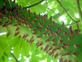 V�tev trnovn�ku k lezen� nel�k� (9 kB)