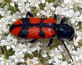 Brou�ek na lat� kv�t� (12 kB)