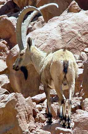 Statn� kozoro�ec na velkolep�m pozad� skal �pat� hory Amir (22 kB)