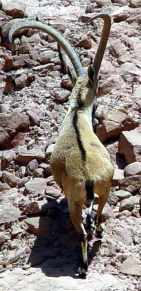 D�stojn� odchod statn�ho samce (31 kB)