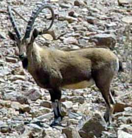 Kozoro�ec na svahu hory Ne�ef (15 kB)