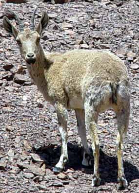 Sami�ka na svahu hory Ne�ef (27 kB)