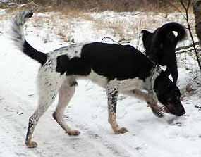 Brok a Indy na proch�zce (10 kB)