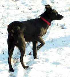 Indy na sn�hu (9 kB)