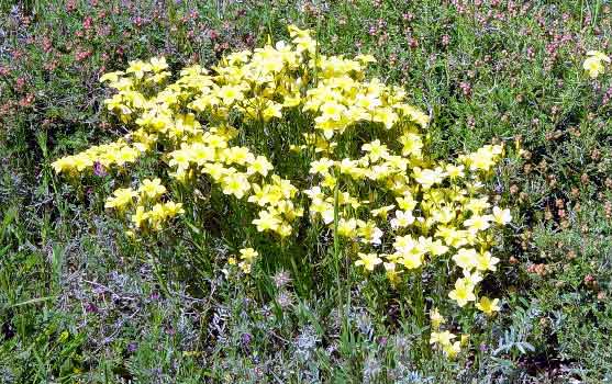 Zlat� kvetouc� len - Linum nodiflorum (50 kB)