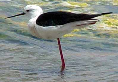 Je to asi bah��k - jesp�k (12 kB)