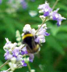 Pravd�podobn� �mel�k h�jov� (7 kB)