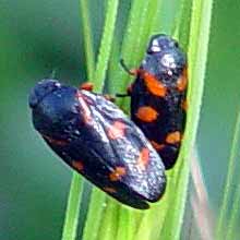 V�ude jen v p�rech (5 kB)