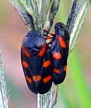 Pohled na n� se se sm�rem a �hlem slunce m�n� (7 kB)