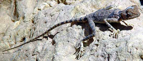 Dal�� agama mi p�zovala o kus d�le (33 kB)