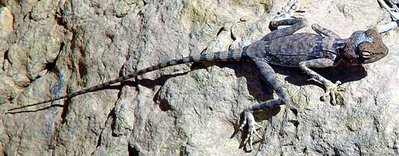 Pohled na agamu shora (33 kB)