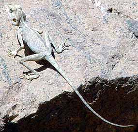 Sinajsk� agama - Pseudotrapelus sinaitus - v ka�onu Nachal �ani (17 kB)