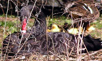 �ern� labu� sed� na vejc�ch (25 kB)