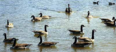 Labu��k rozh�n� bern�ky velk� (18 kB)