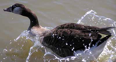 Husa znovu sko�ila do vody (11 kB)