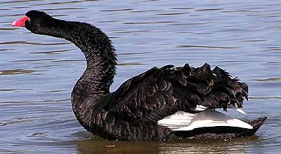 Najezeny labu��k (16 kB)