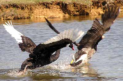 Labu��k napad� husu (22 kB)