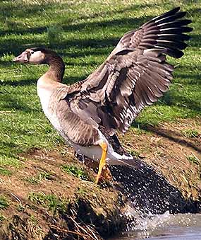 Husa vyl�tla na b�eh (30 kB)