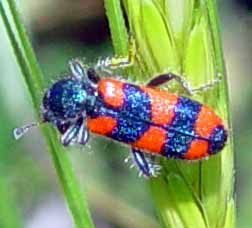 Na zeleni je brou�ek v lep��m kontrastu (8 kB)