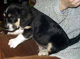 Trojbarevn� klu��k, kr�tkosrst� (9 kB)