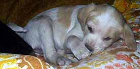 Hol�i�ka v barv� b�l� k�vy, kr�tkosrst� (6 kB)