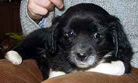 Hol�i�ka �ern� s b�l�mi pono�kami a b��kem (7 kB)