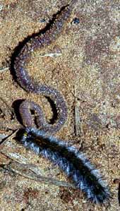 Na kus �e�i s ��alou (14 kB)