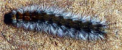 Jen tak na hol� p�d� (18 kB)