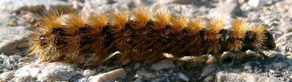 Housenka Alexe Geifmana z Judsk� pou�t� (17 kB)