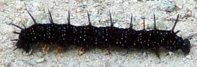 Prav� nefal�ovan� moravsk� housenka (10 kB)