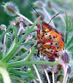 N�kter� kn�ice 'na mne' jen tak kouk� (15 kB)