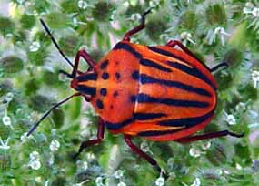 Jin� si leze sama bez pov�imnut� (12 kB)