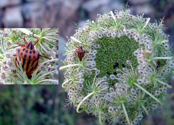 Okol�k rostliny, ve kter�m se skr�vaj� kn�ice (36 kB)