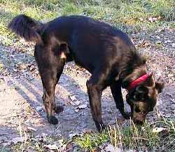 Indy na proch�zce (16 kB)