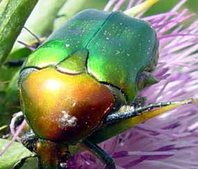 Izraelsk� zlatohl�vek v pln� kr�se s hlavou i ploch�mi tykadly (11 kB)