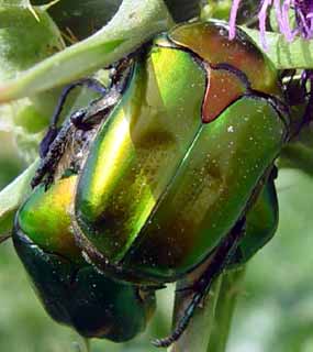 Prom��knut� na krovk�ch s jak�misi z��ezy je pro n� typick� (12 kB)