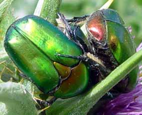 Jako m�� se leskne zade�ek jednoho ze zlatohl�vk� (11 kB)