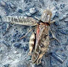 Saran�e zvrchu (20 kB)