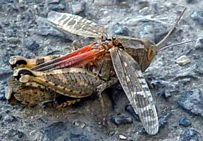 Saran�e za strany (22 kB)