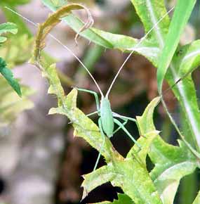 V zeleni bodl��� tuto kobylku snadno p�ehl�dnete (12 kB)