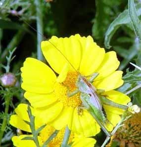 Jedno tykadlo dozadu, druh� kup�edu (13 kB)